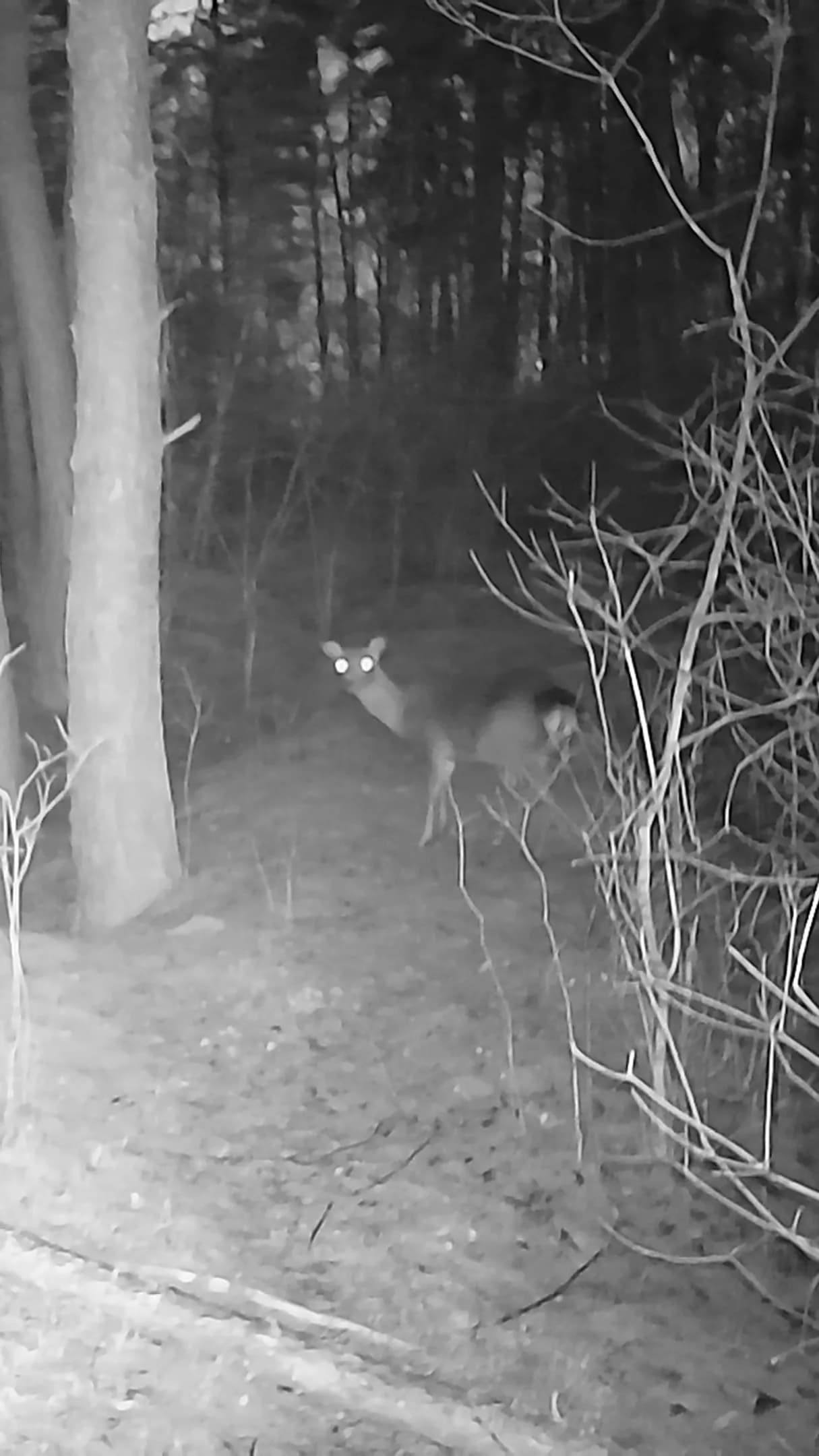 Work by TrailCamVids